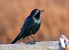 Brewer's blackbird Brewer39s Blackbird Identification All About Birds Cornell Lab of