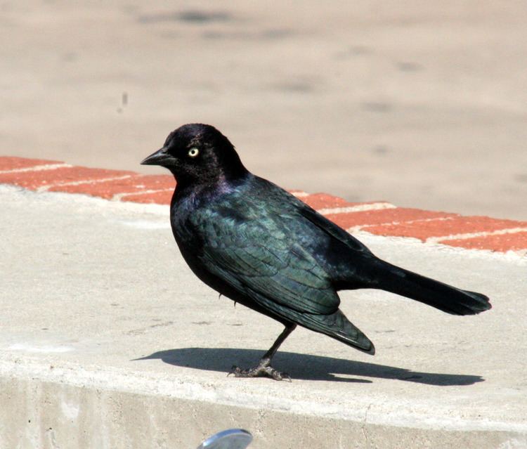 Brewer's blackbird wwwbirdsofwestwoodcomimagesbirdpicsblackbird