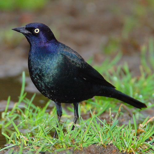 Brewer's blackbird Brewer39s Blackbird Photos Smithsonian Migratory Bird Center