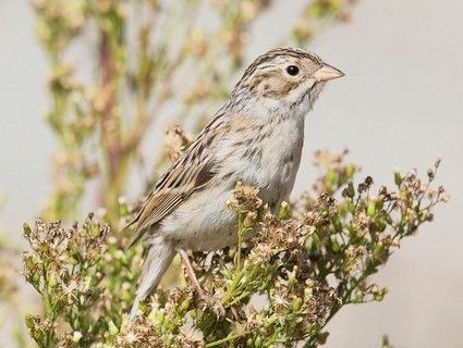 Brewer's sparrow httpswwwallaboutbirdsorgguidePHOTOLARGEBr