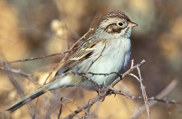 Brewer's sparrow Brewer39s Sparrow Audubon Field Guide