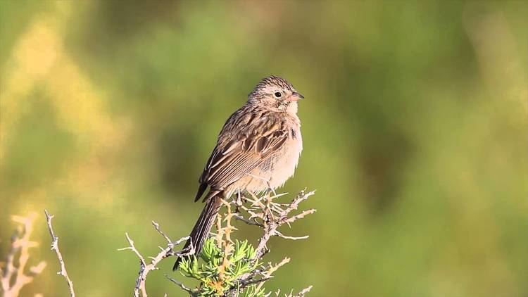 Brewer's sparrow Brewer39s Sparrow singing on territory in western Colorado in June