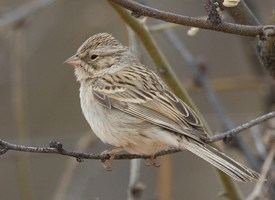 Brewer's sparrow Brewer39s Sparrow Identification All About Birds Cornell Lab of