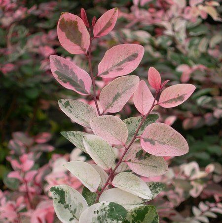 Breynia Breynia Plant wwwcoolgardenme