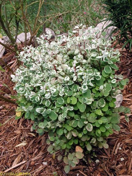 Breynia Breynia disticha Breynia nivosa Snow Bush HawaiianLeaf Flower