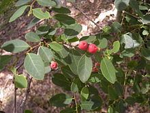 Breynia oblongifolia httpsuploadwikimediaorgwikipediacommonsthu