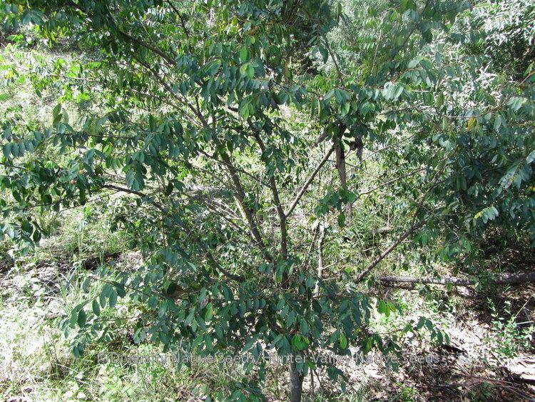 Breynia oblongifolia Breynia oblongifolia coffee bush Diversity Native Seeds