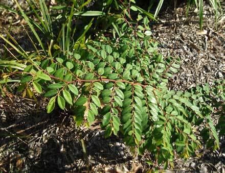 Breynia oblongifolia Breynia oblongifolia EUPHORBIACEAE Coffee Bush