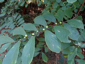 Breynia vitis-idaea httpsuploadwikimediaorgwikipediacommonsthu