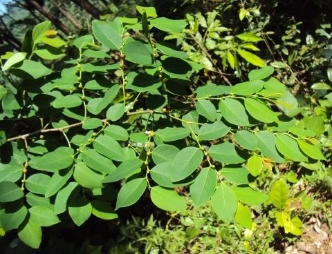 Breynia vitis-idaea Breynia vitisidaea Useful Tropical Plants