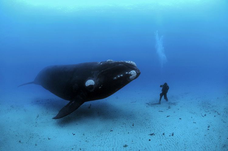 Brian Skerry Brian Skerry Photography