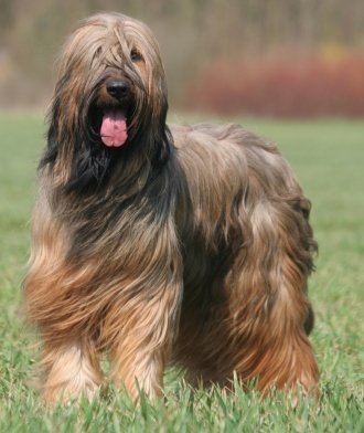 Briard Briards What39s Good About 39Em What39s Bad About 39Em