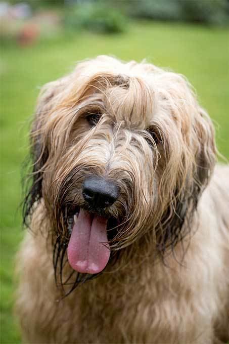 Briard Briard Dog Breed Information Pictures Characteristics amp Facts