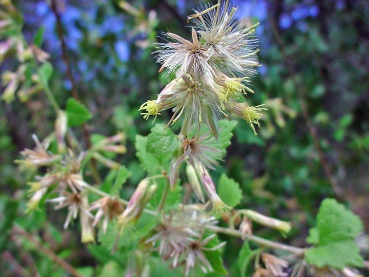Brickellia Vascular Plants of the Gila Wilderness Brickellia californica