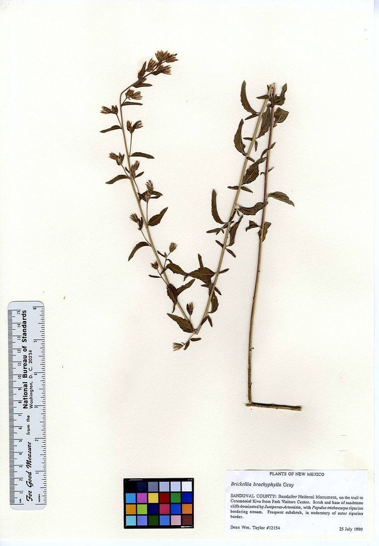 Brickellia brachyphylla