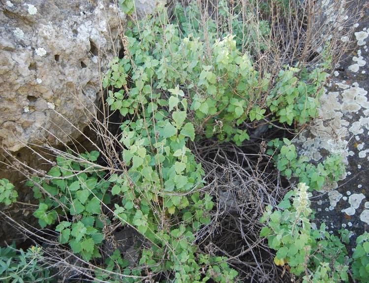 Brickellia californica California Brickelbush Native Plants CSU Channel Islands
