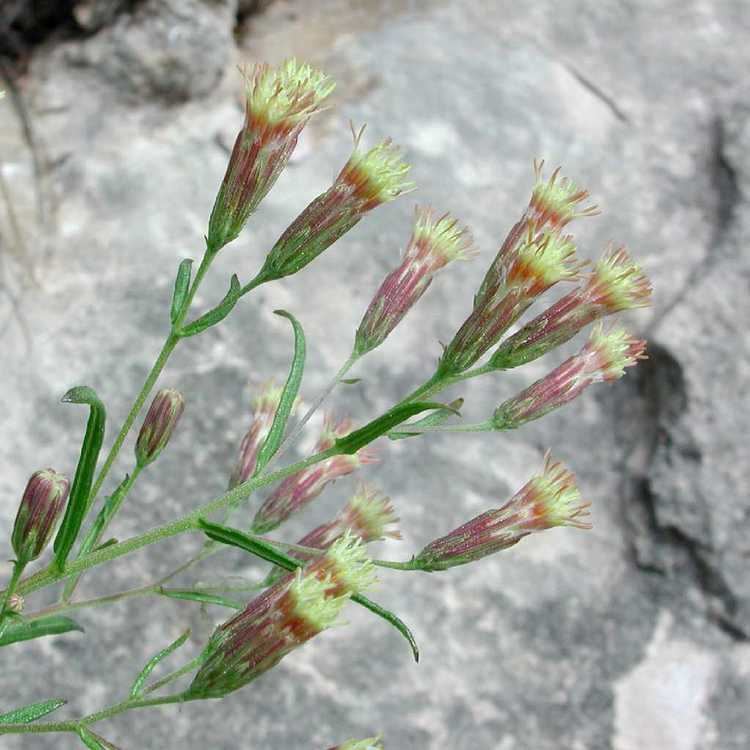 Brickellia eupatorioides SEINet Arizona Chapter Brickellia eupatorioides var chlorolepis