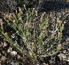 Brickellia oblongifolia httpsuploadwikimediaorgwikipediacommonsthu