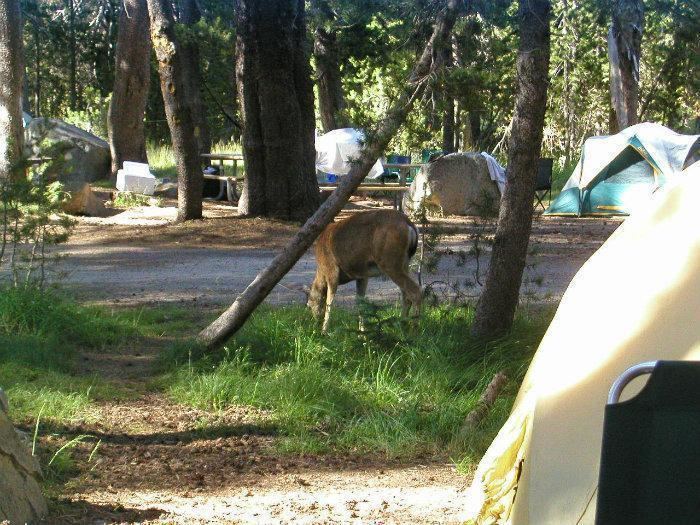 Bridalveil Creek Campground 64bigjpg