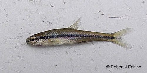 Bridle shiner Ontario Freshwater Fishes Life History Database Species Detail