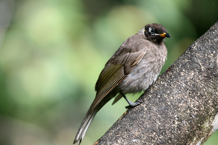 Bridled honeyeater Bridled honeyeater by terrawah on DeviantArt