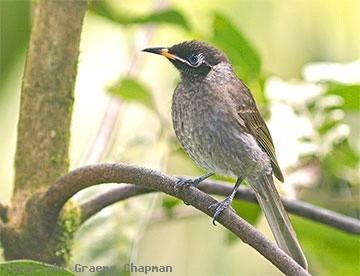 Bridled honeyeater Bridled Honeyeater Australian Birds photographs by Graeme Chapman