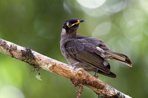 Bridled honeyeater Bridled Honeyeater Bushpea 110