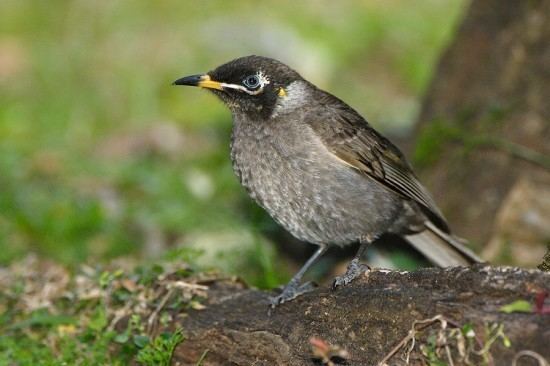 Bridled honeyeater Of Emus and Fairywrens Bridled HoneyeaterBridled Honeyeater 3