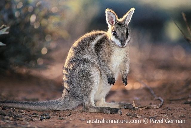 Bridled nail-tail wallaby nailtailwallaby wildlife images nature photography by pavel german