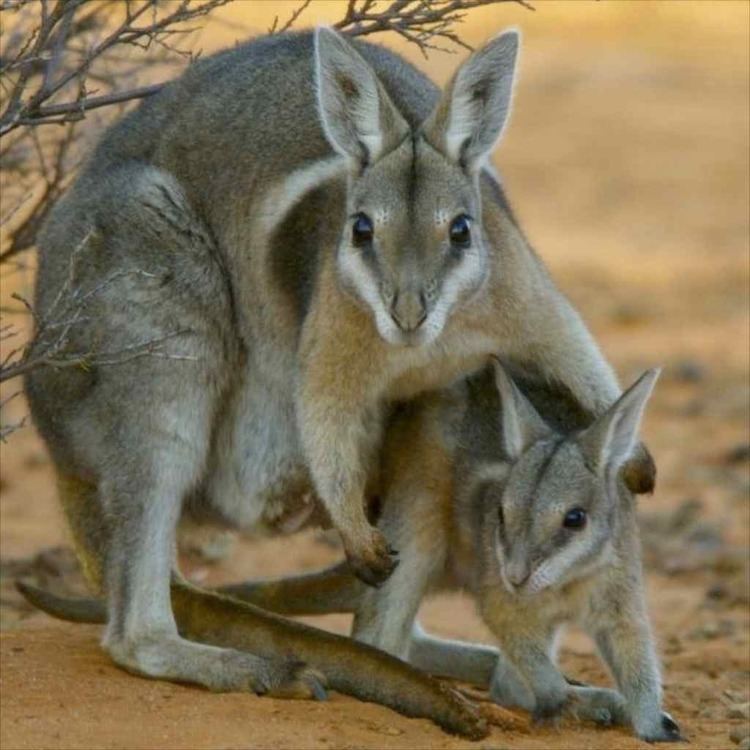 Bridled nail-tail wallaby Nailtail Wallabies macropods in our care Steve Parish Nature Connect