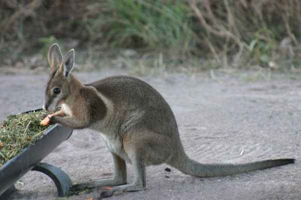 Bridled nail-tail wallaby BRIDLED NAILTAIL WALLABY Wildlife Preservation Society Queensland