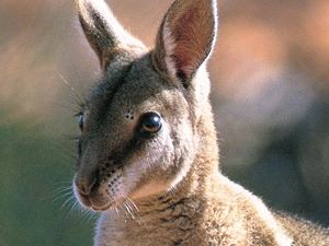 Bridled nail-tail wallaby Bridled Nailtail Wallaby Facts Habitat Diet and Pictures