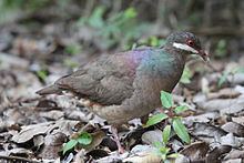 Bridled quail-dove httpsuploadwikimediaorgwikipediacommonsthu
