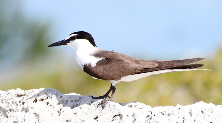 Bridled tern ANOTHER GOOD ONE39 BRIDLED TERN ON ABACO ROLLING HARBOUR ABACO
