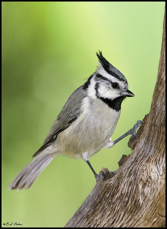 Bridled titmouse Bridled Titmouse Page