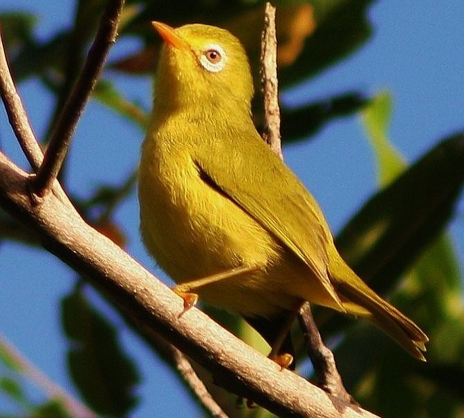 Bridled white eye - Alchetron, The Free Social Encyclopedia