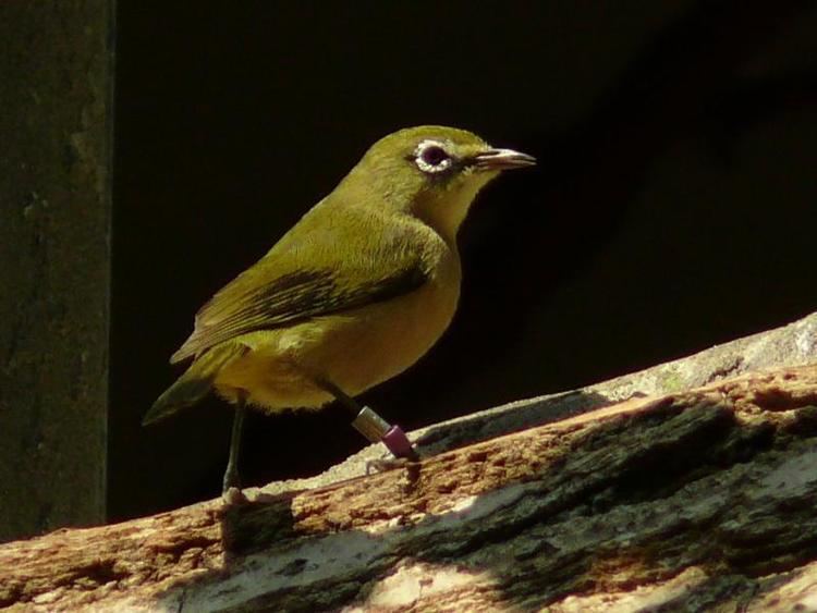 Bridled white eye - Alchetron, The Free Social Encyclopedia