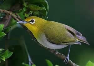 Bridled white eye - Alchetron, The Free Social Encyclopedia