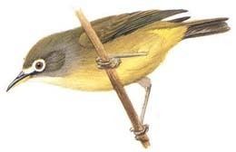 Bridled white eye - Alchetron, The Free Social Encyclopedia