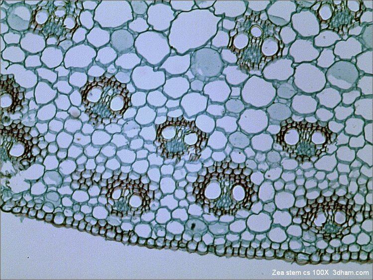 Bright-field microscopy