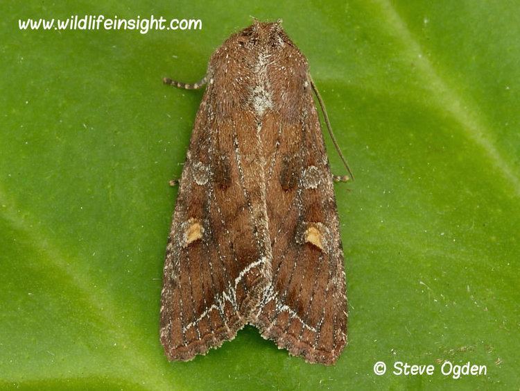 Bright-line brown-eye Brightline Browneye or Tomato Moth Lacanobia oleracea Wildlife