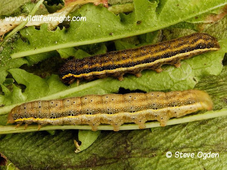 Bright-line brown-eye Brightline Browneye or Tomato Moth Lacanobia oleracea Wildlife