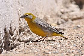Bright-rumped yellow finch httpsuploadwikimediaorgwikipediacommonsthu