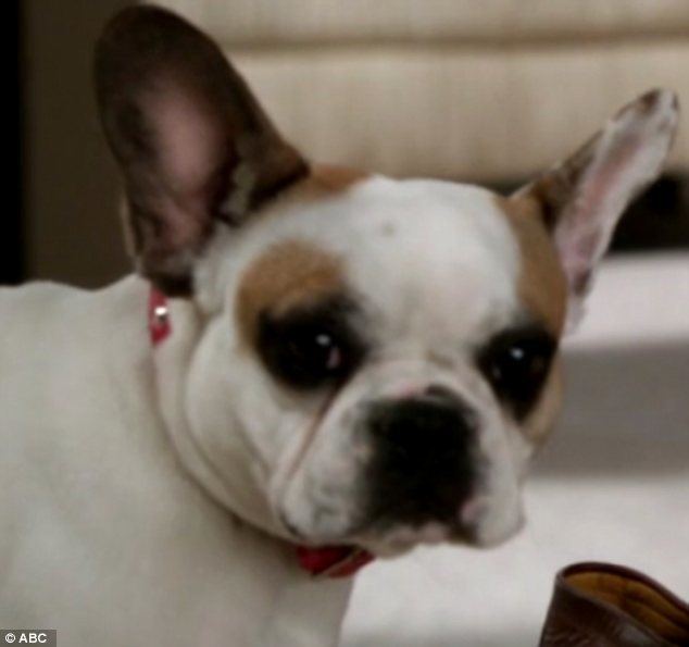 Brigitte (dog) Modern Family pooch Stella is replaced by a lookalike Daily Mail