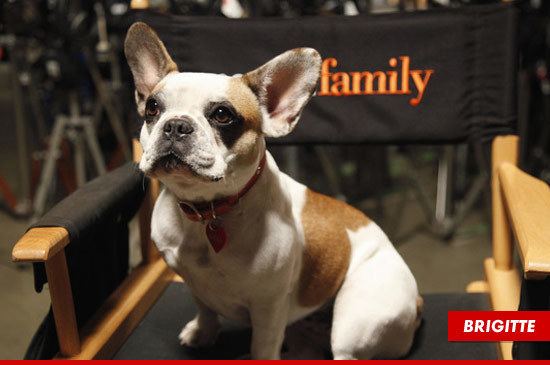 Brigitte (dog) Modern Family39 Producers Accused of Screwing the Pooch TMZcom