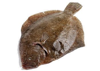 Brill (fish) National Federation of Fishmongers Representing UK Fishmongers