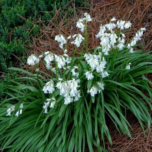 Brimeura BRIMEURA AMETHYSTINA ALBA SEEDS White Spanish Hyacinth