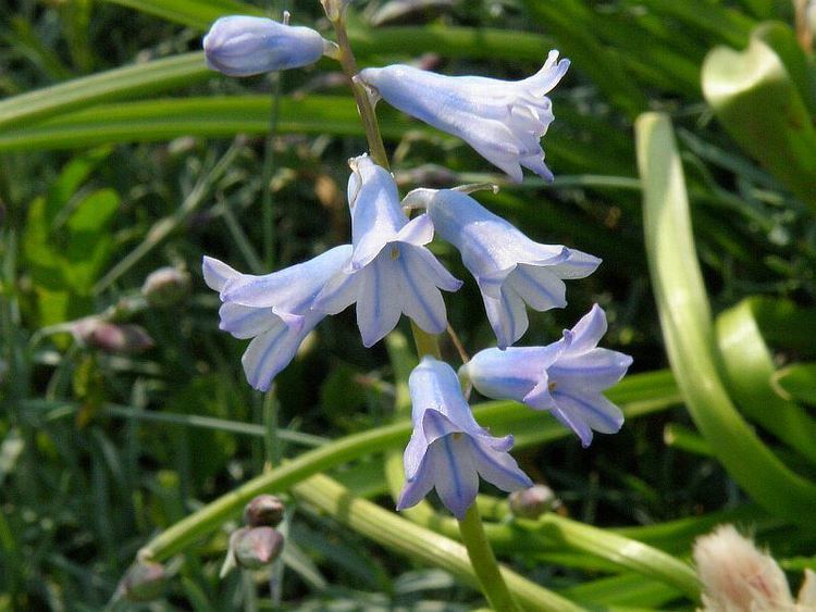 Brimeura Brimeura amethystina Spanish hyacinth Hyacinthus amethystinus
