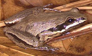 Brimley's chorus frog frogphotoshomemindspringcomphotosbrimley39