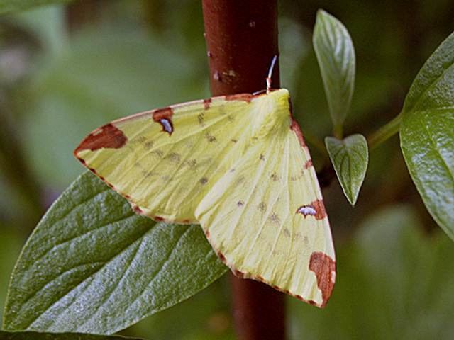 Brimstone moth Brimstone Moth Opisthograptis luteolata UKMoths